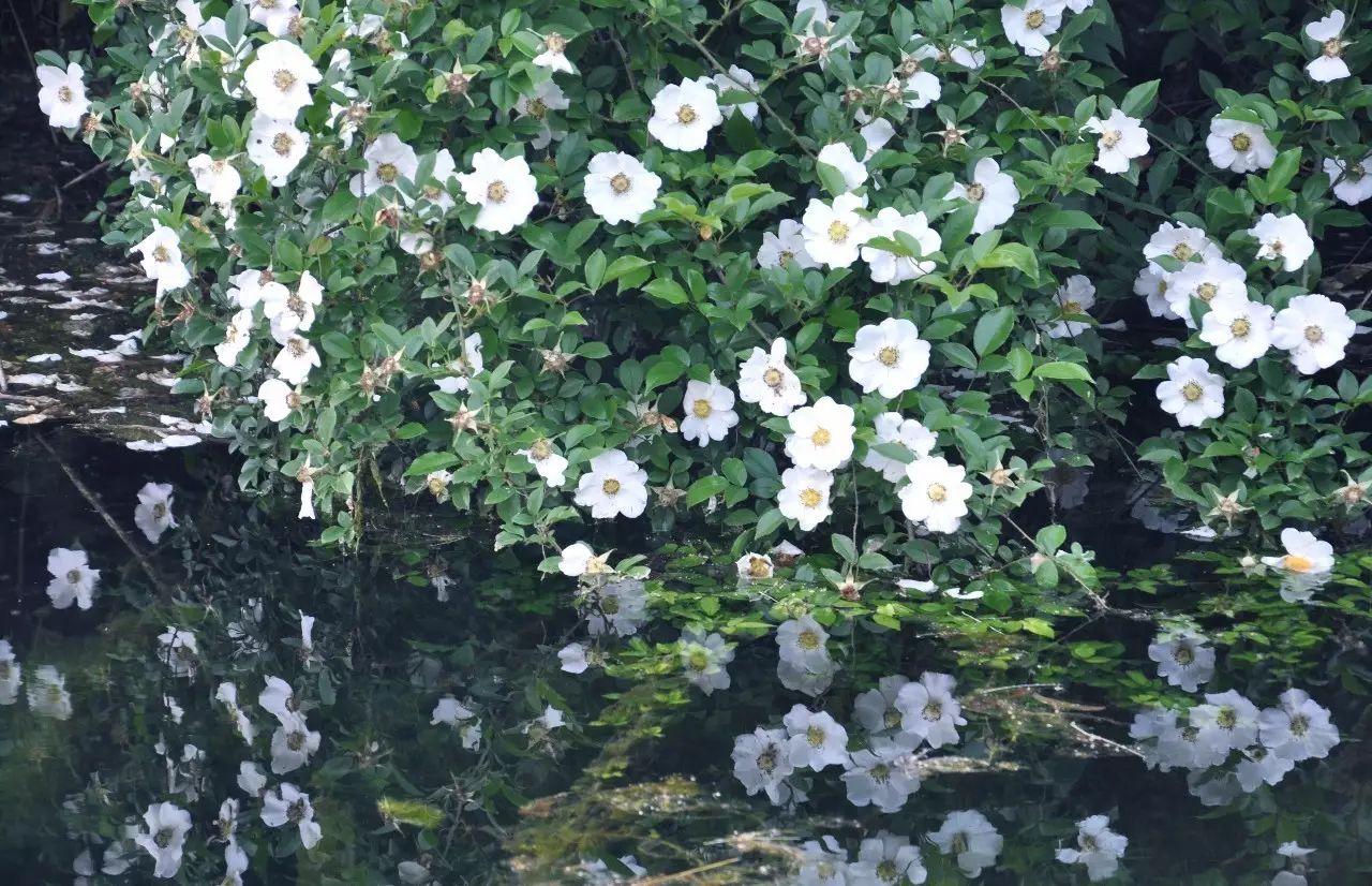 茗墅茶莊園，西湖以外的西湖