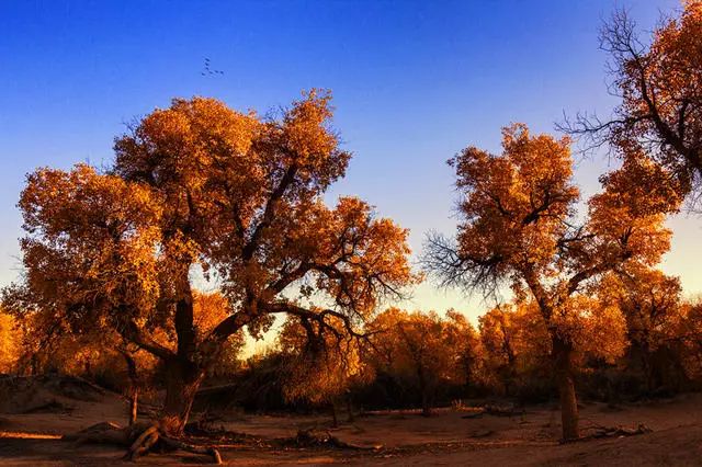 陌上·花溪堂，陌上花開笑顏傾城