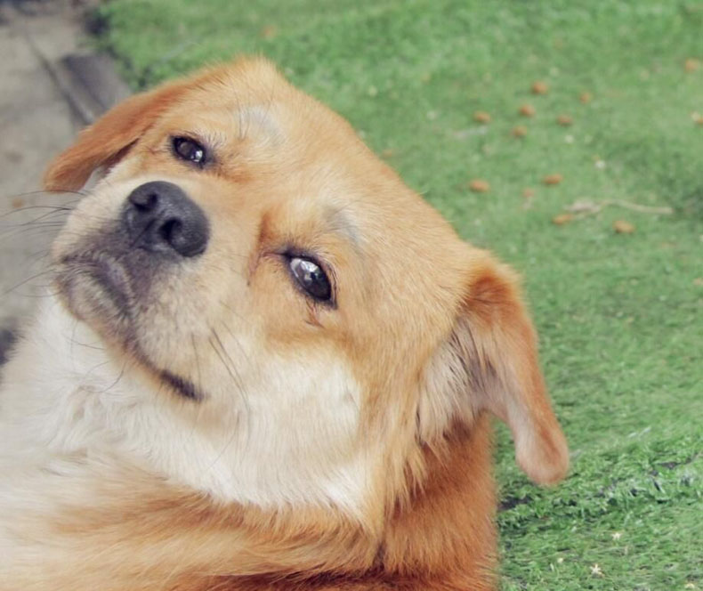 關注風水學，讓你擺脫單身狗的命運