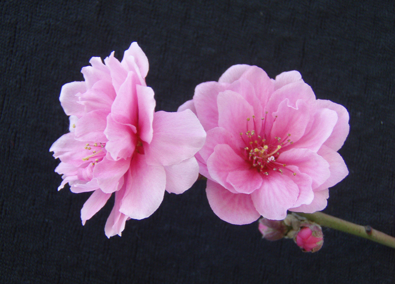 碰見爛桃花怎么辦？風(fēng)水學(xué)幫你趕走它們！